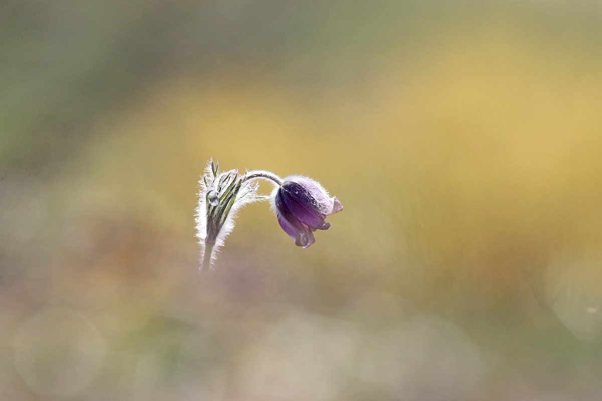 anémone pulsatile jura