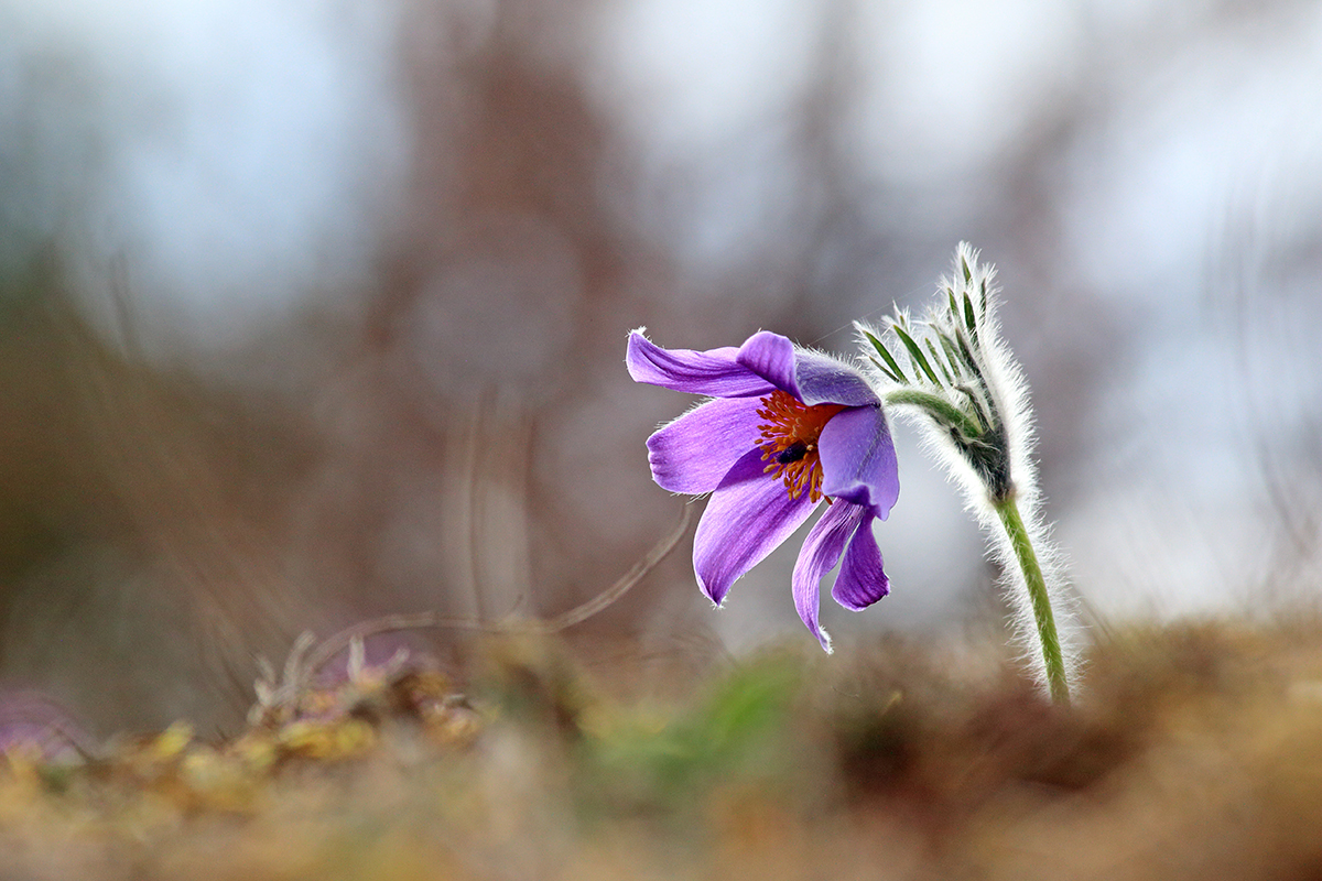 anémone pulsatile jura