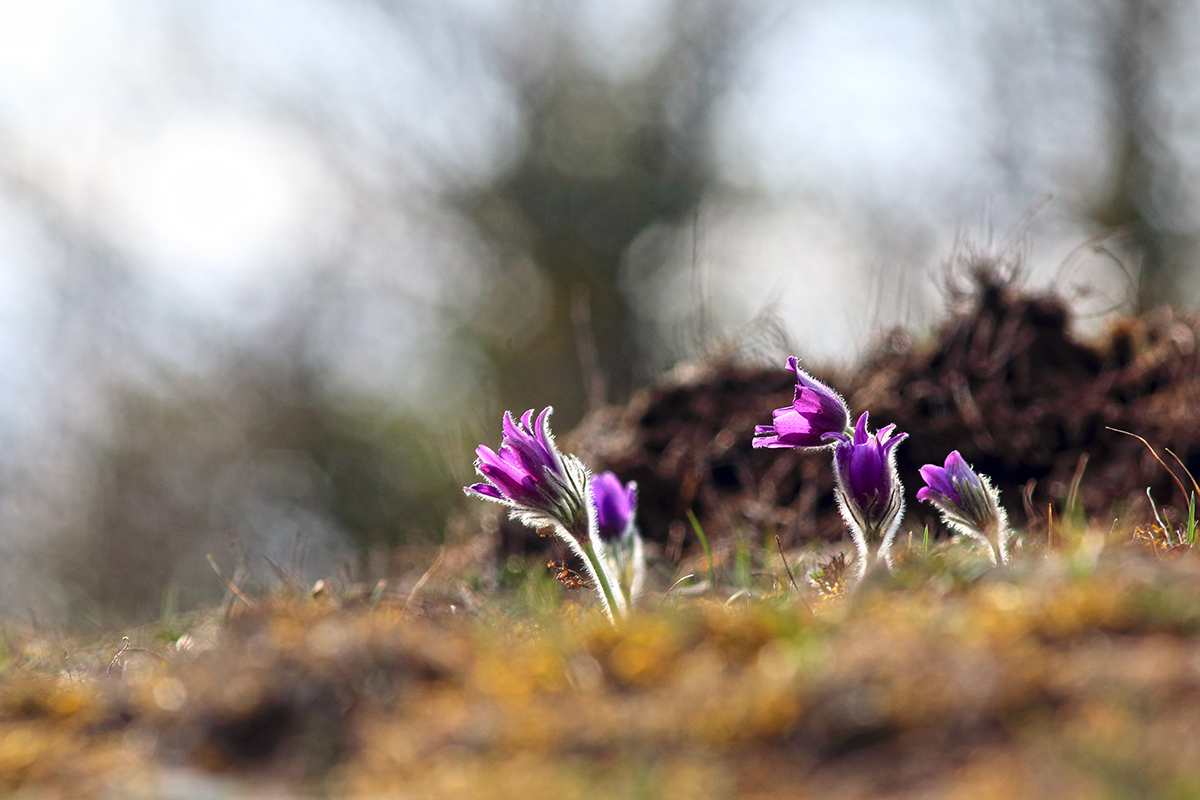 anémone pulsatile jura