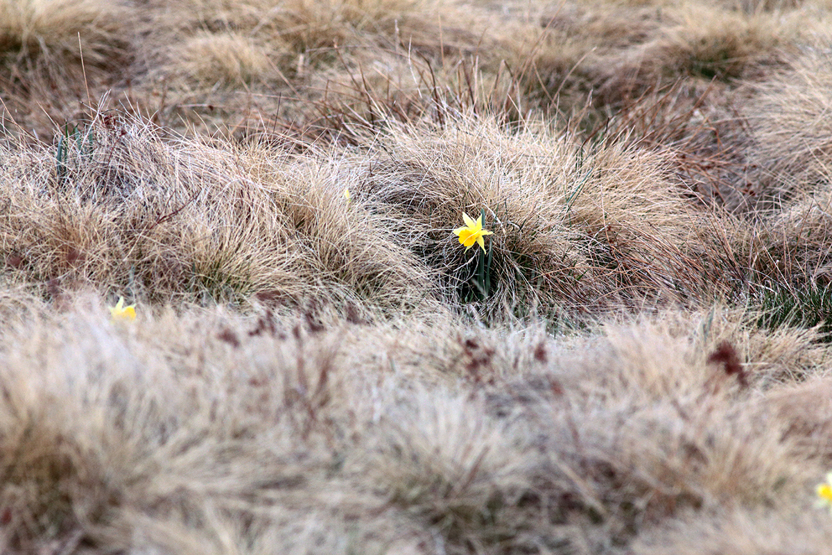 jonquilles jura