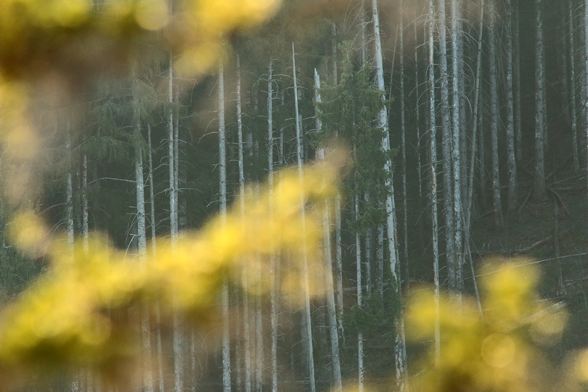 forêt jura