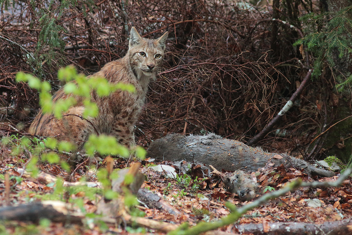 lynx et sa proie jura arbez