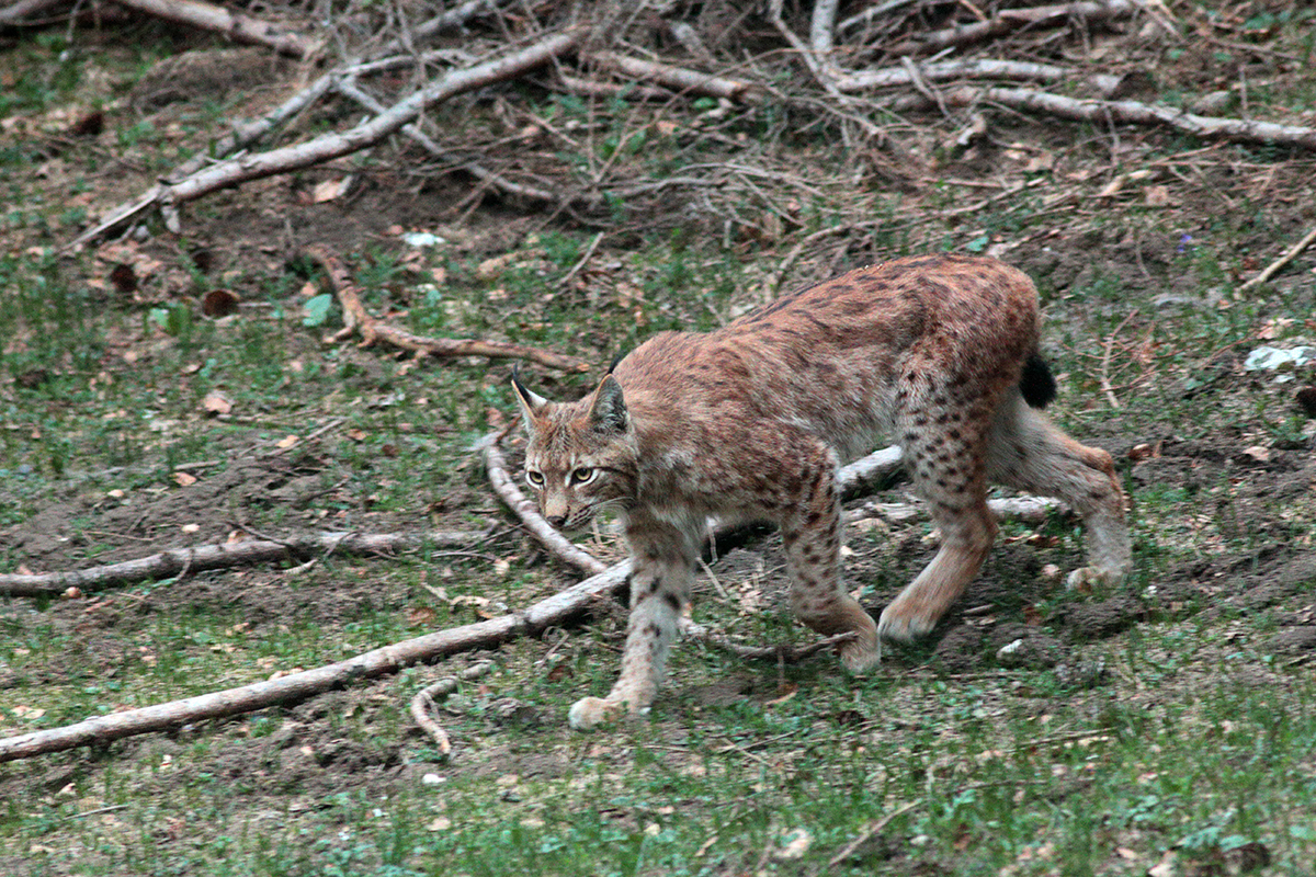 lynx et sa proie jura arbez