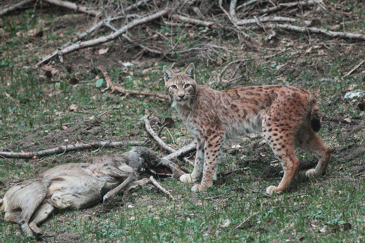 lynx et sa proie jura arbez