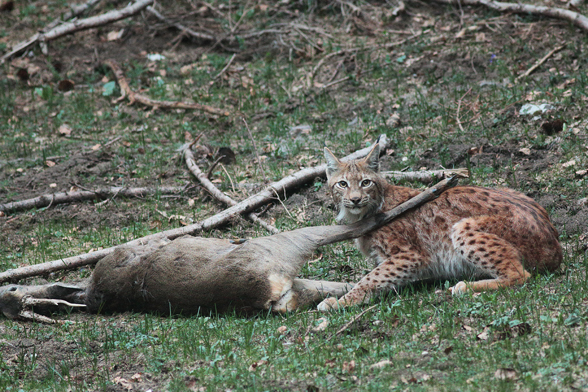 lynx et sa proie jura arbez