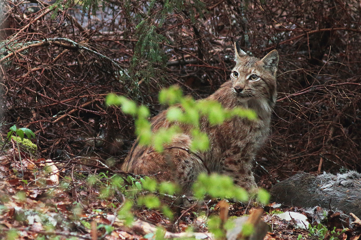 lynx et sa proie jura arbez