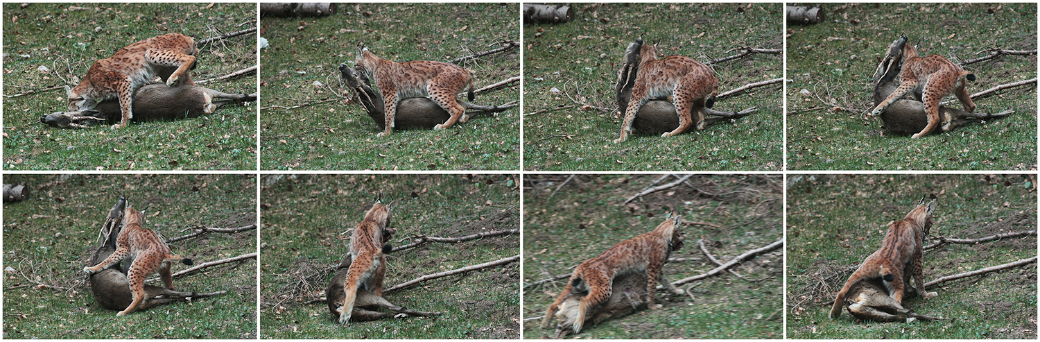 lynx et sa proie jura arbez