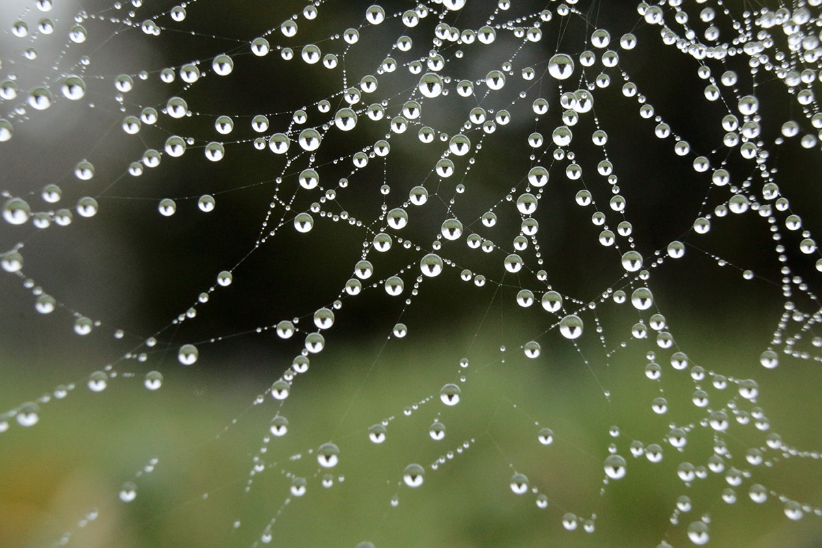 perles pluie arbez