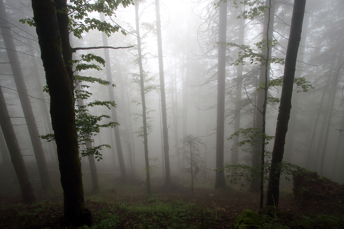 brouillard jura