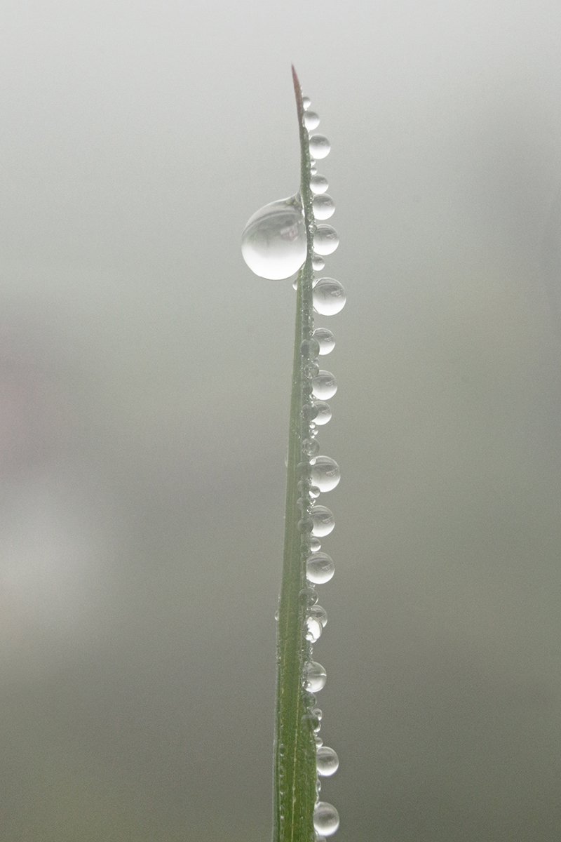 macro brouillard