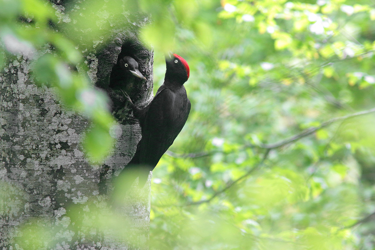 pics noirs jura arbez