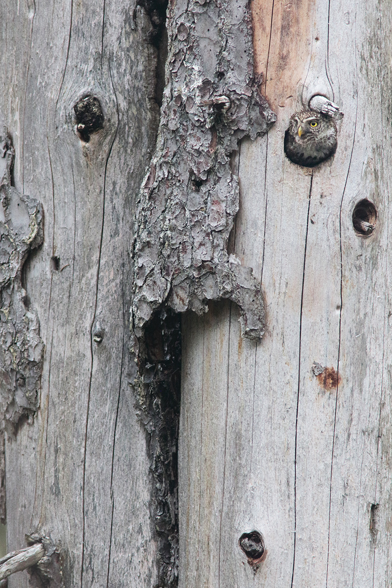 chevechette jura arbez