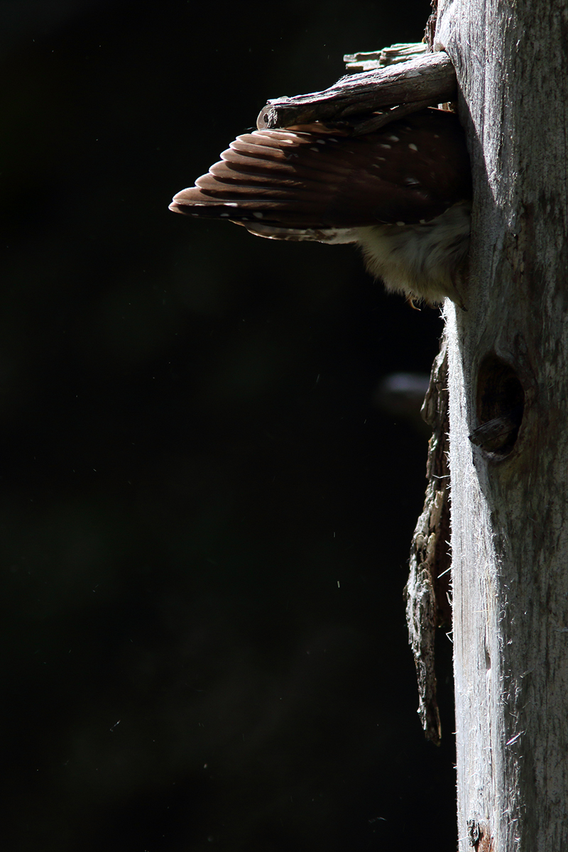 chevechette jura arbez