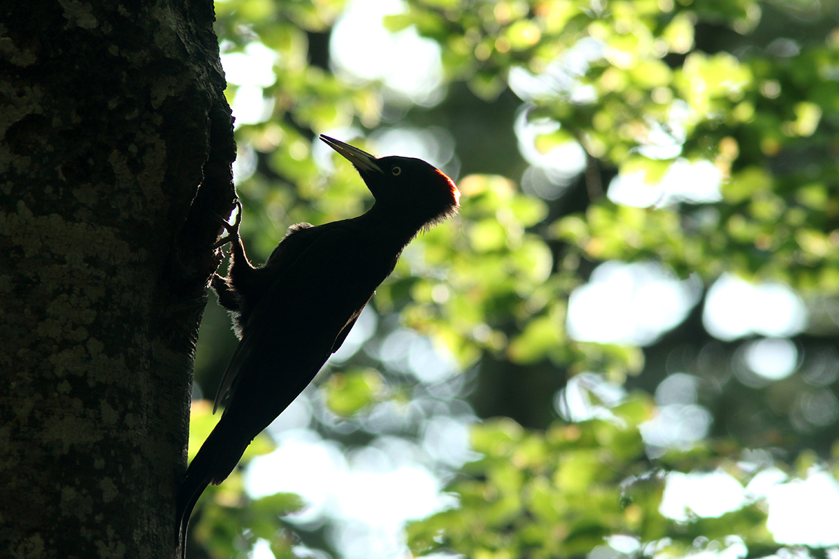 pic noir jura arbez julien