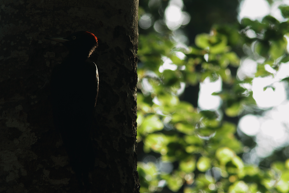 Voilà un petit récit sur mes affûts aux pics noirs de cette année 2020. Cette année, alors que je ne pensais pas passer du temps à l’affût de cet oiseau pour lequel j’ai consacré beaucoup d’heures il y a 3 ans, j’ai fini par changer d’avis : la présence d’une belle loge à faible hauteur, bien exposée et dans des conditions d’accès très satisfaisantes, est une aubaine. 