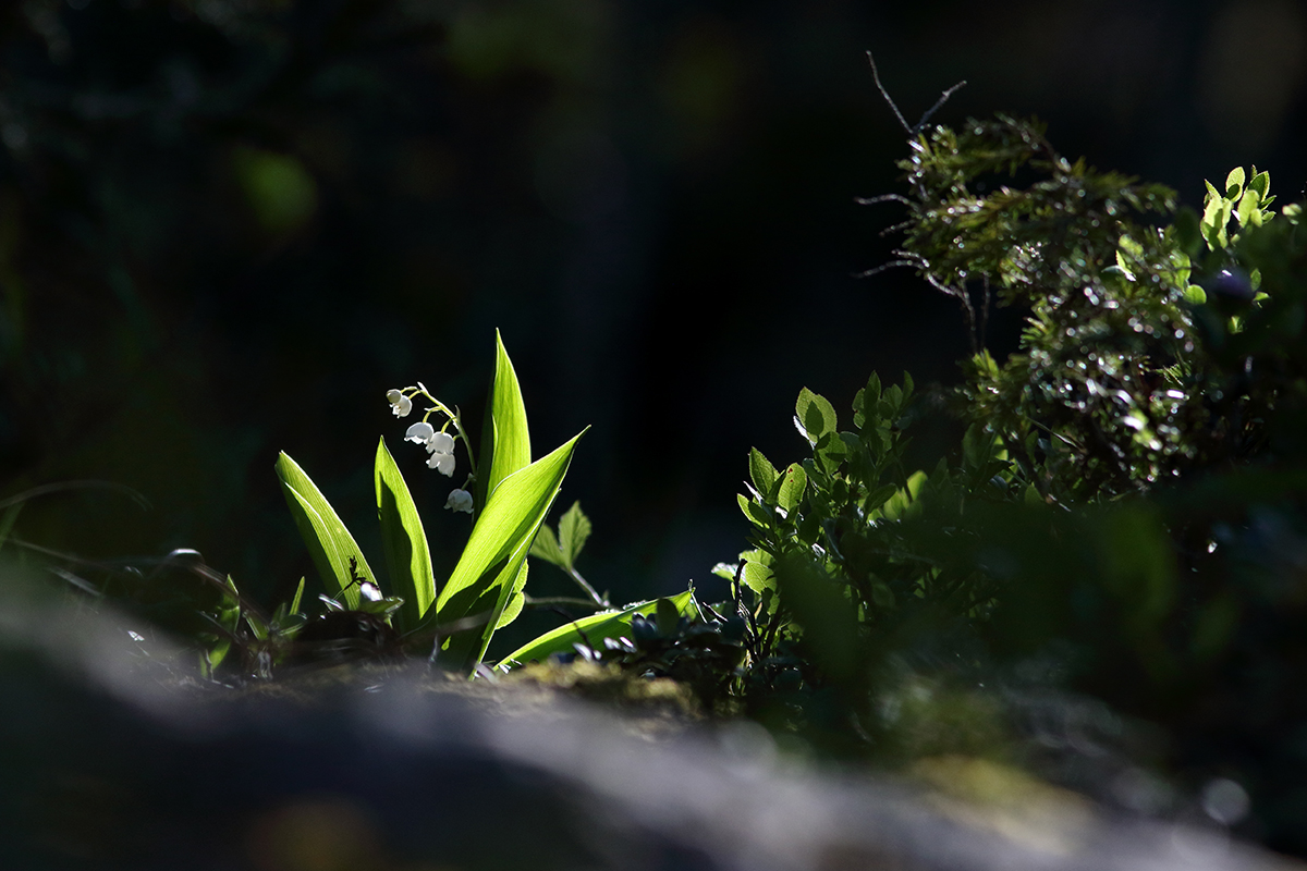 muguet jura