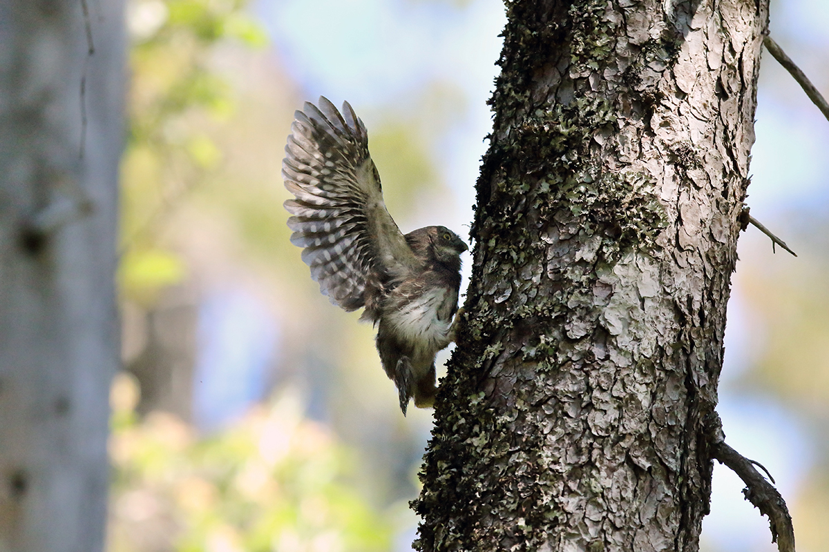 jeune chevechette grimpe dans un arbre