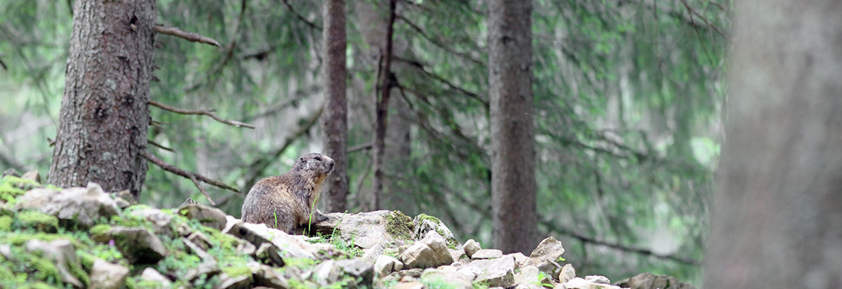 marmottes jura