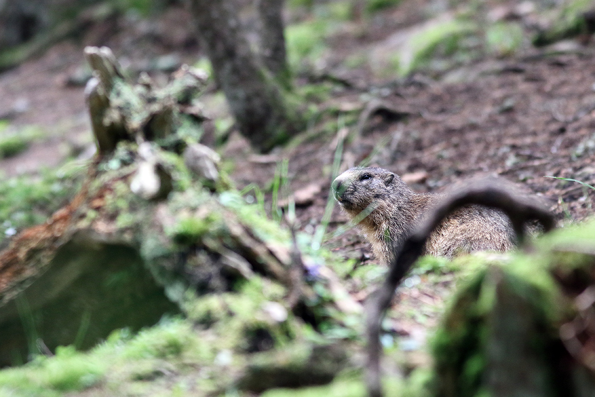 marmotte jura