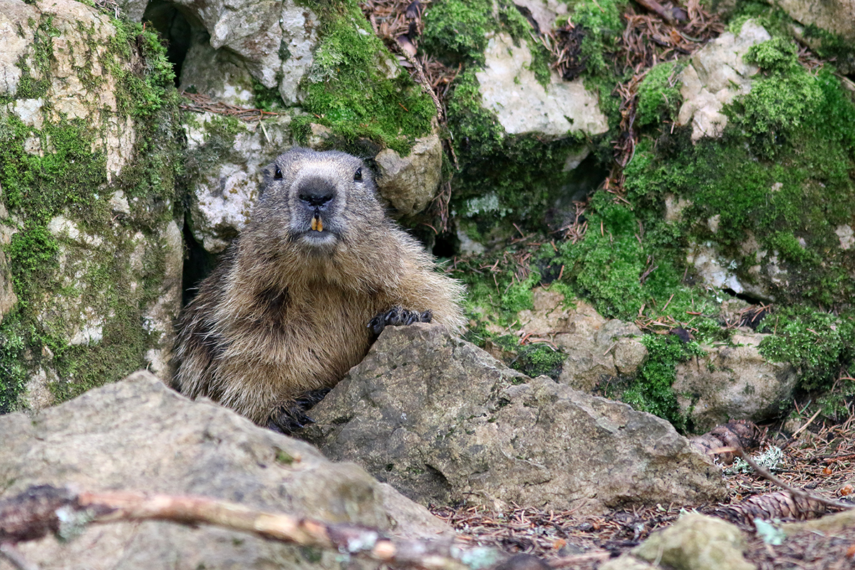 marmotte jura