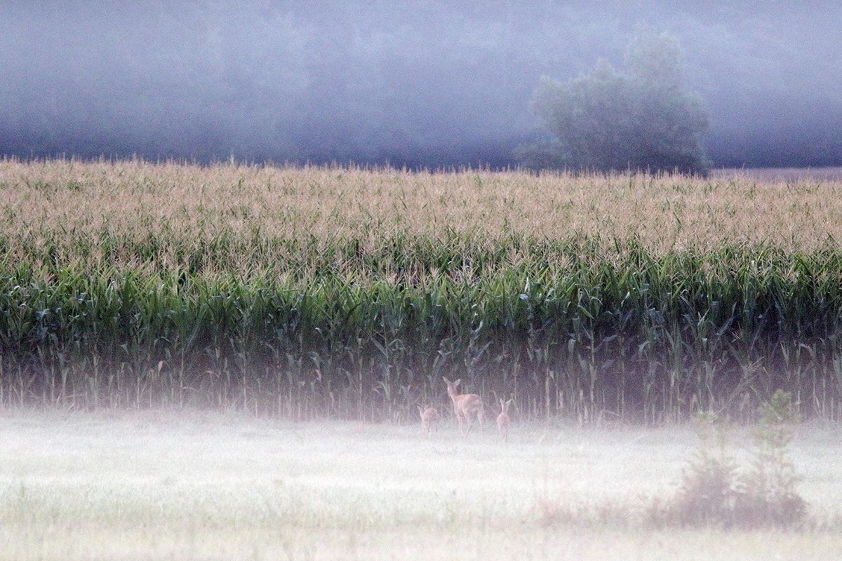 chevreuils nature bresse