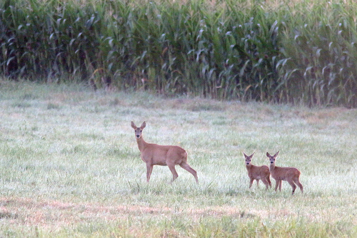 chevreuils nature bresse