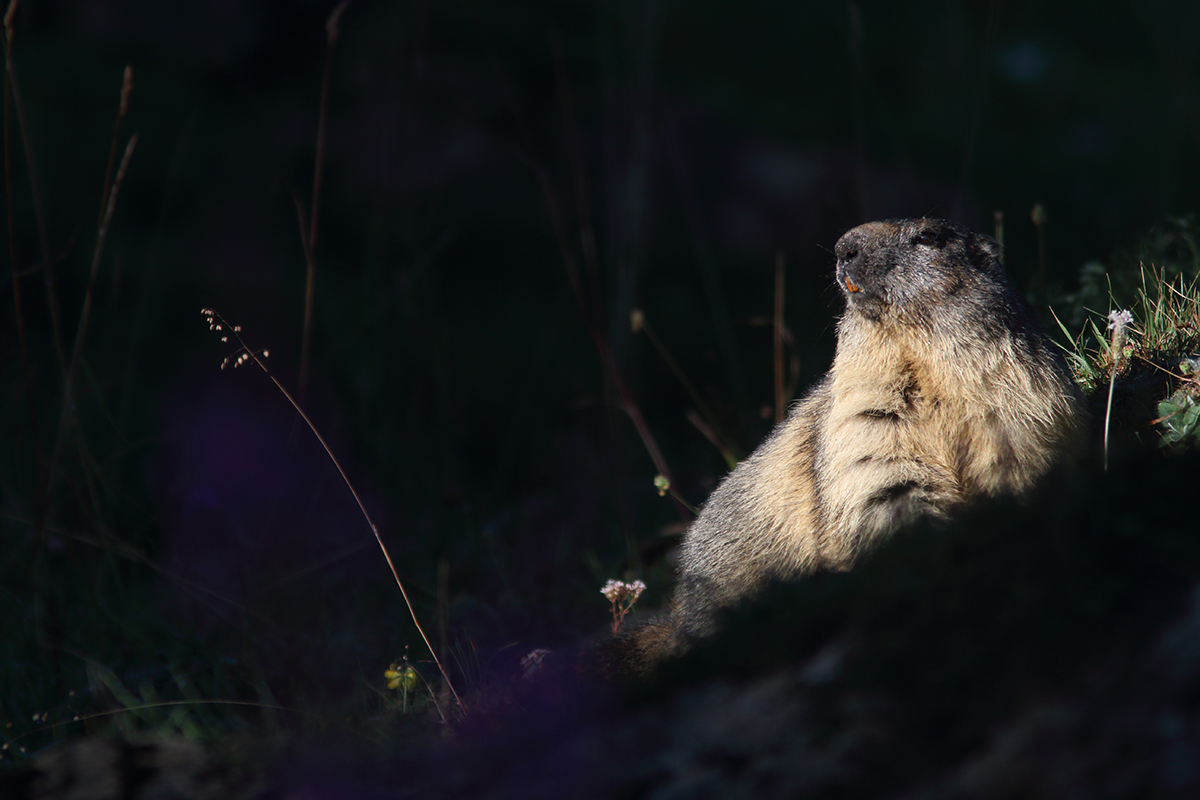 marmotte jura