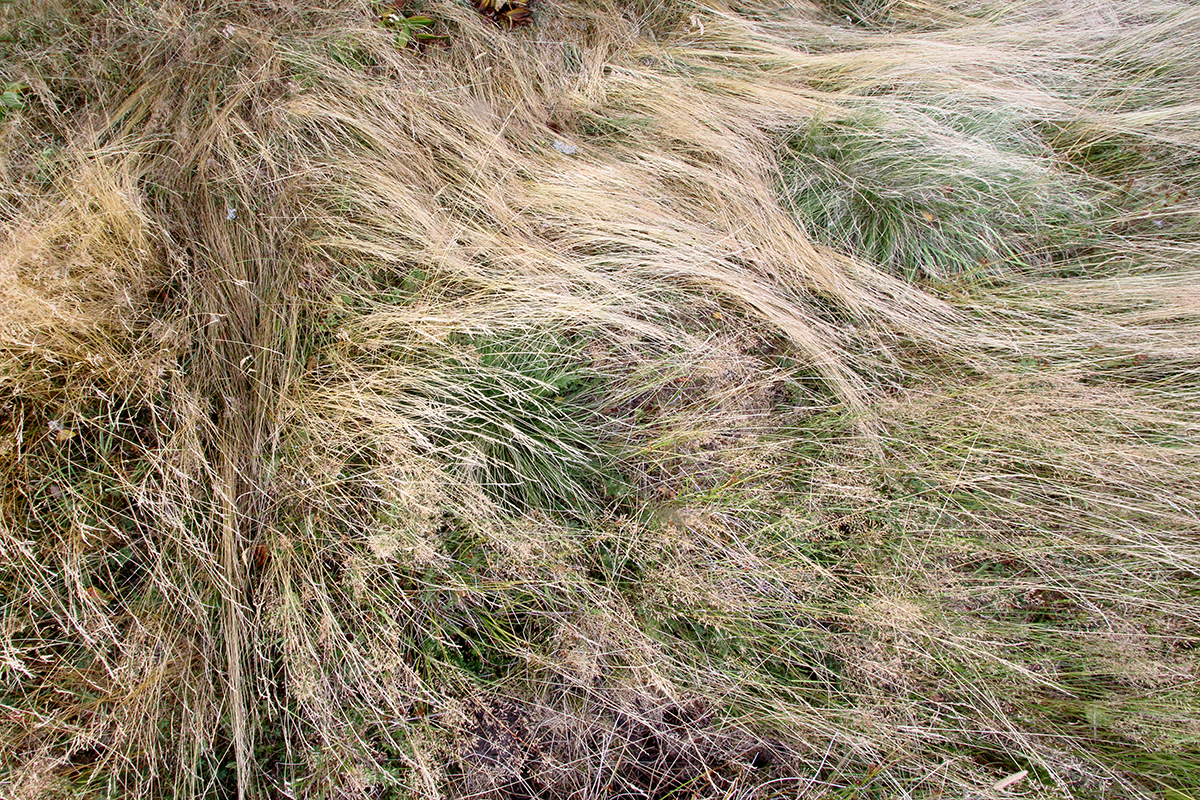 hautes combes en été 