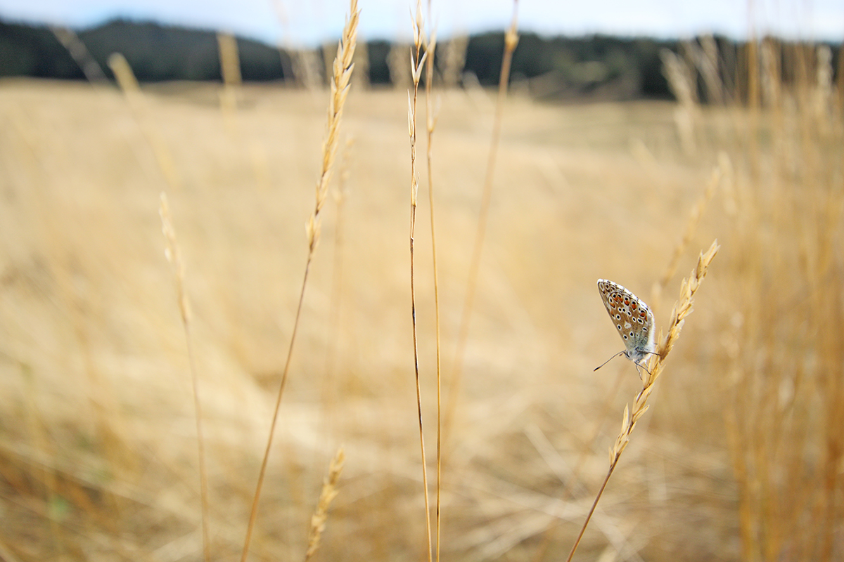 papillon été