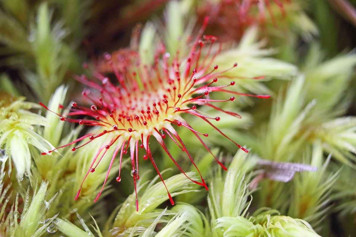 drosera