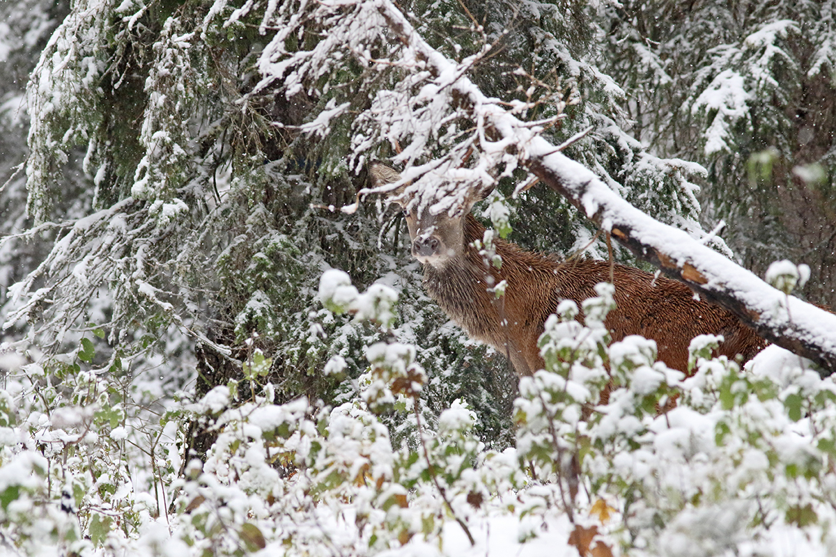 cerf brame jura