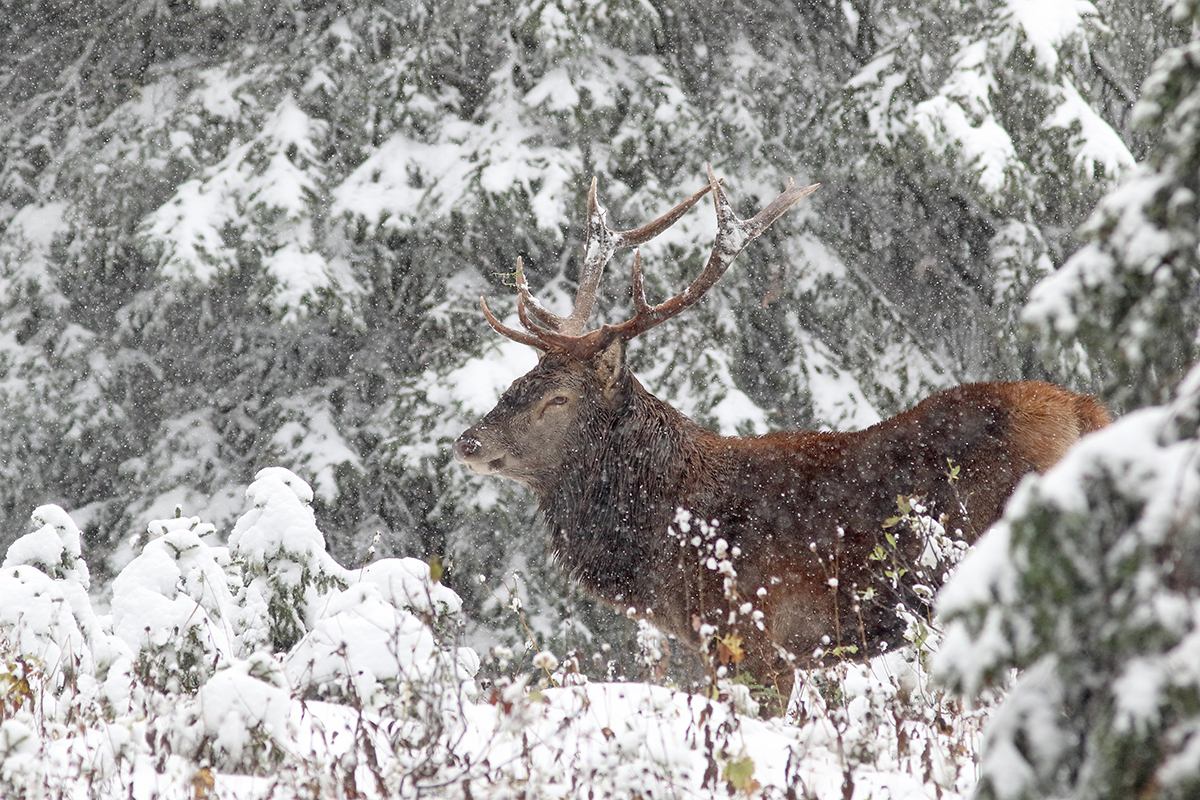 cerf brame jura