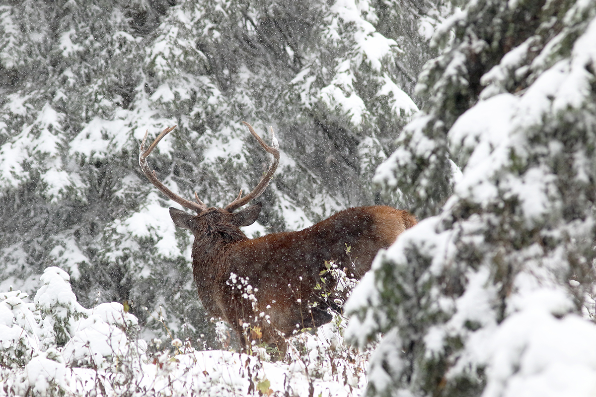 cerf brame jura