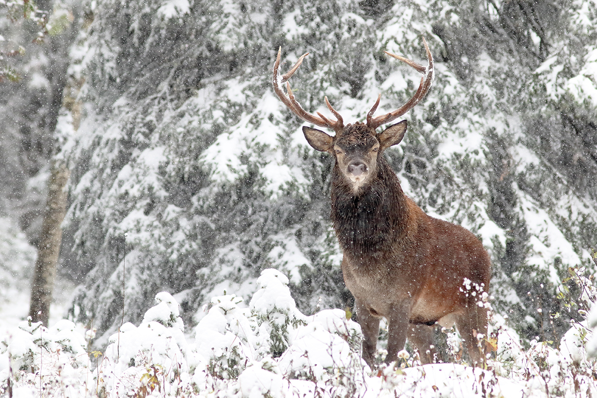 cerf brame jura