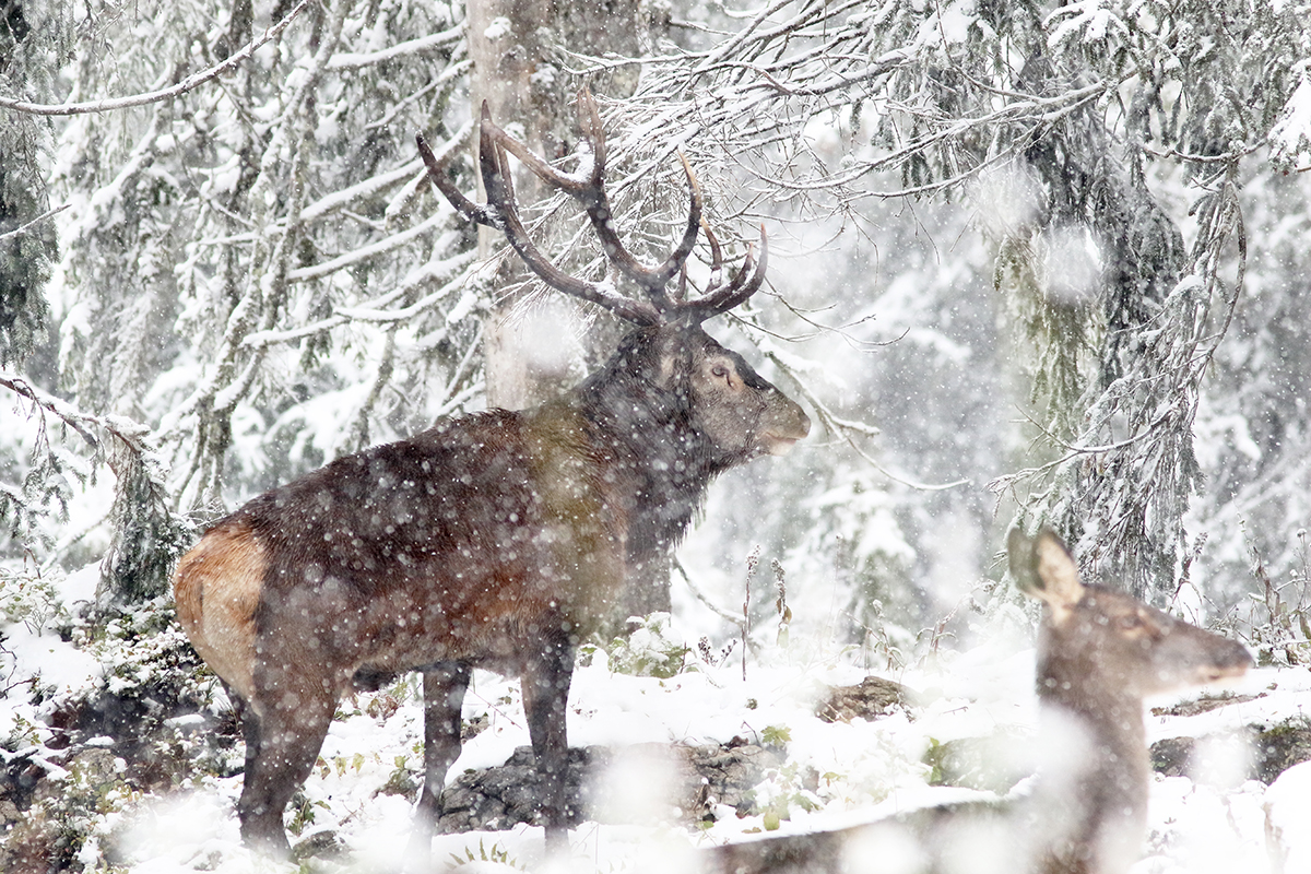 cerf brame jura