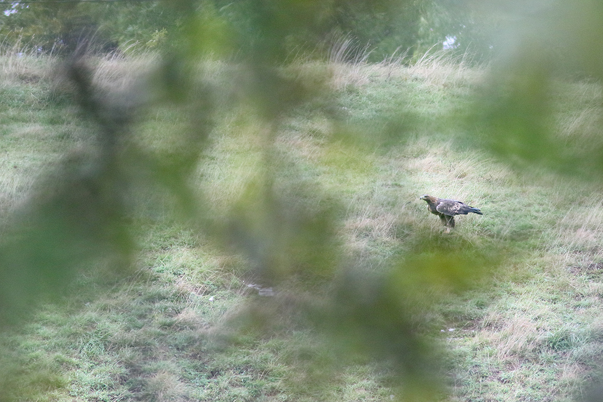 aigle royal jura