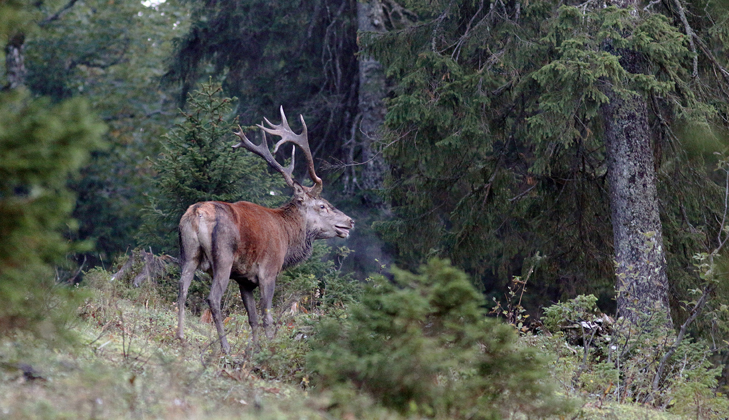 cerf brame jura