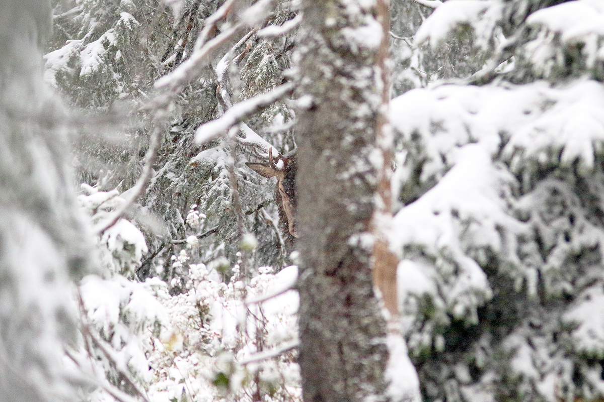 cerf brame jura