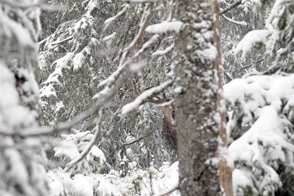 cerf brame jura