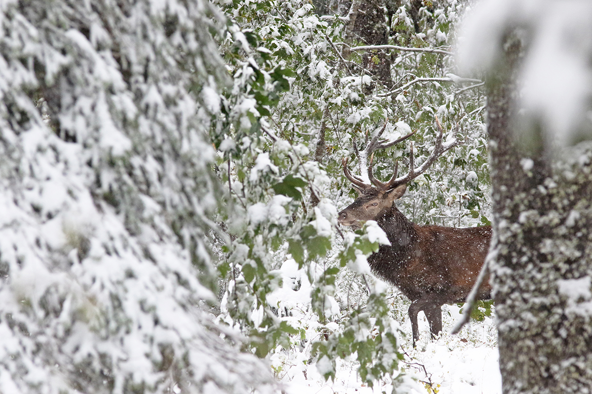 cerf brame jura