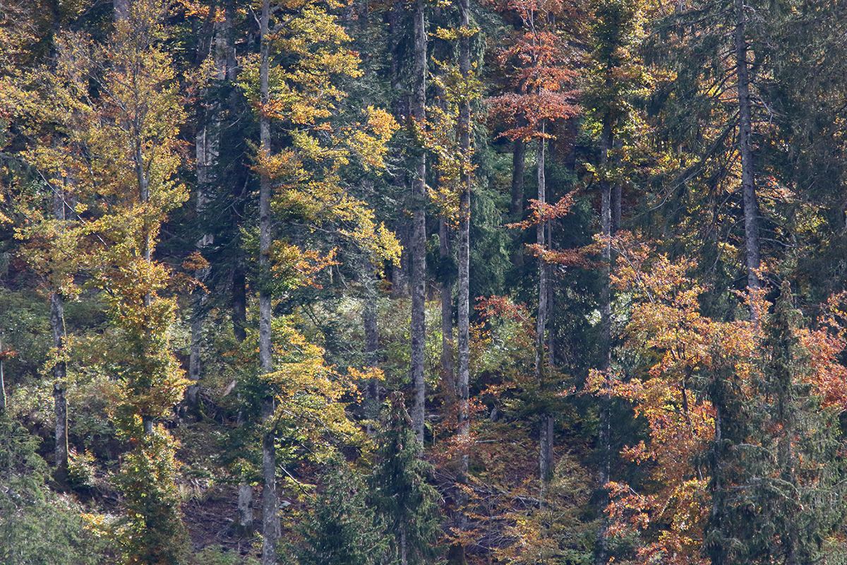 foret jura