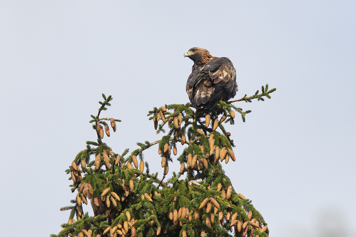 aigle royal jura automne