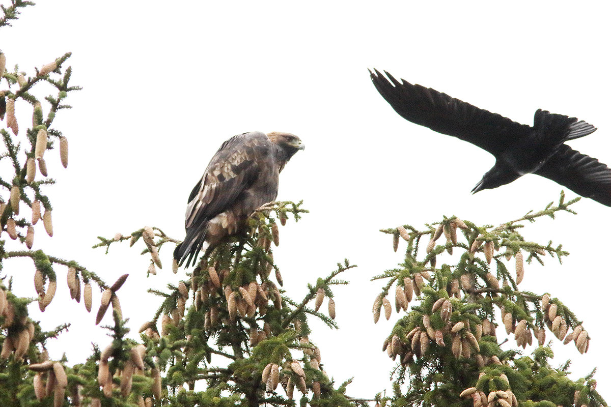aigle royal jura automne
