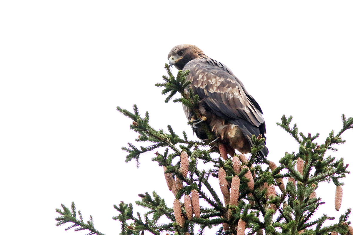 aigle royal jura automne