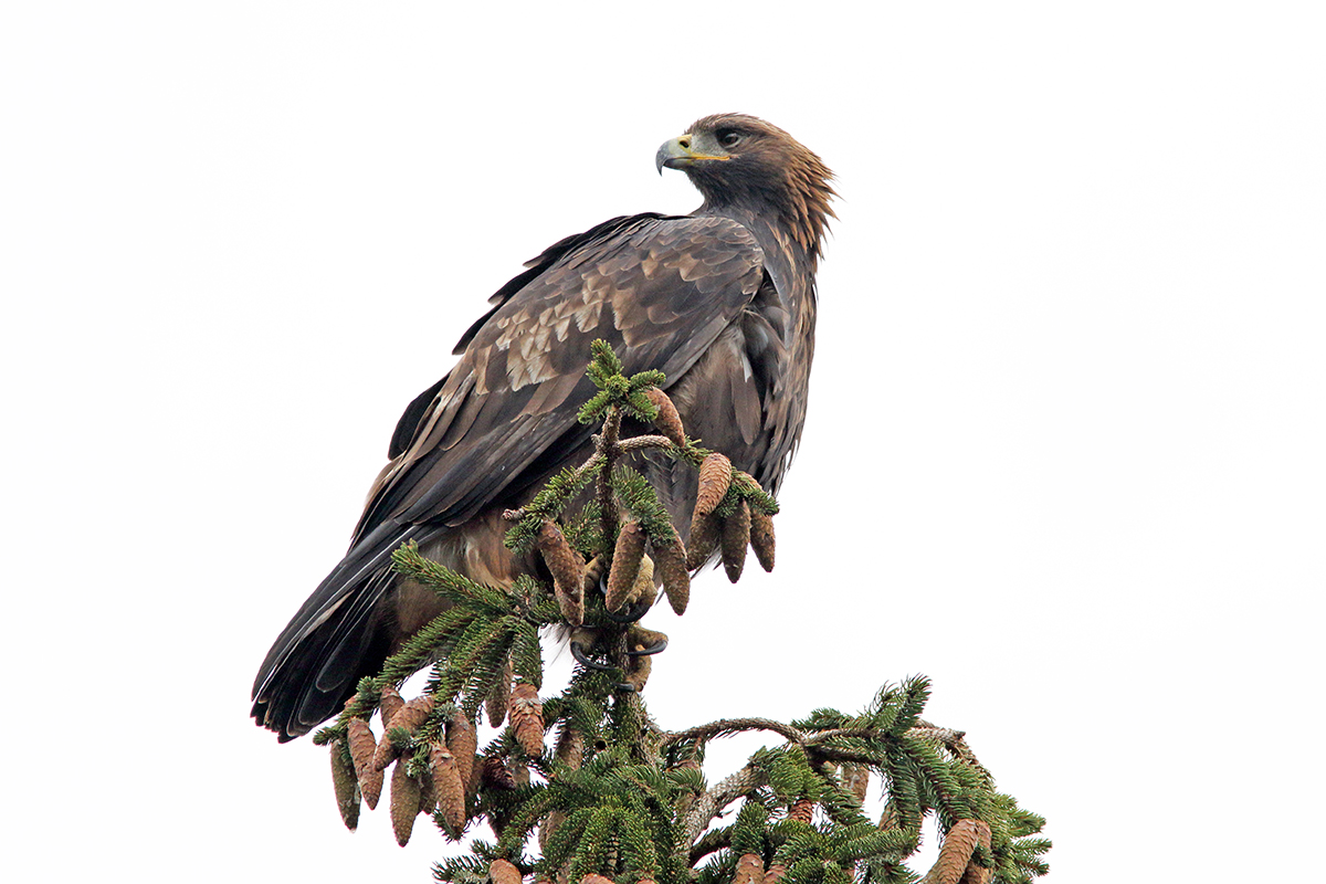 aigle royal jura automne