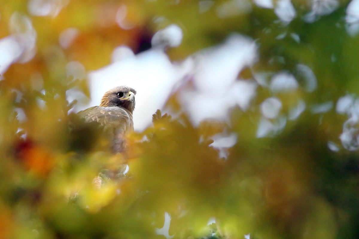 aigle royal jura automne