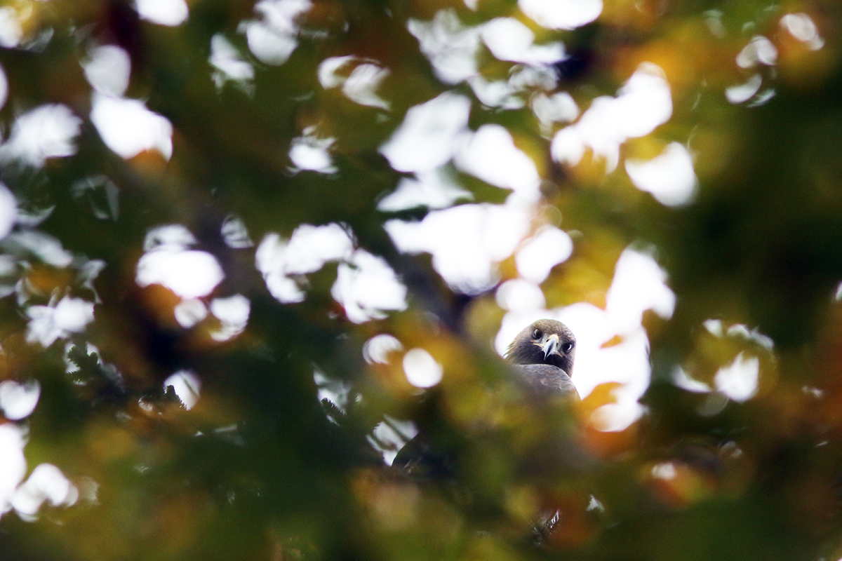 aigle royal jura automne