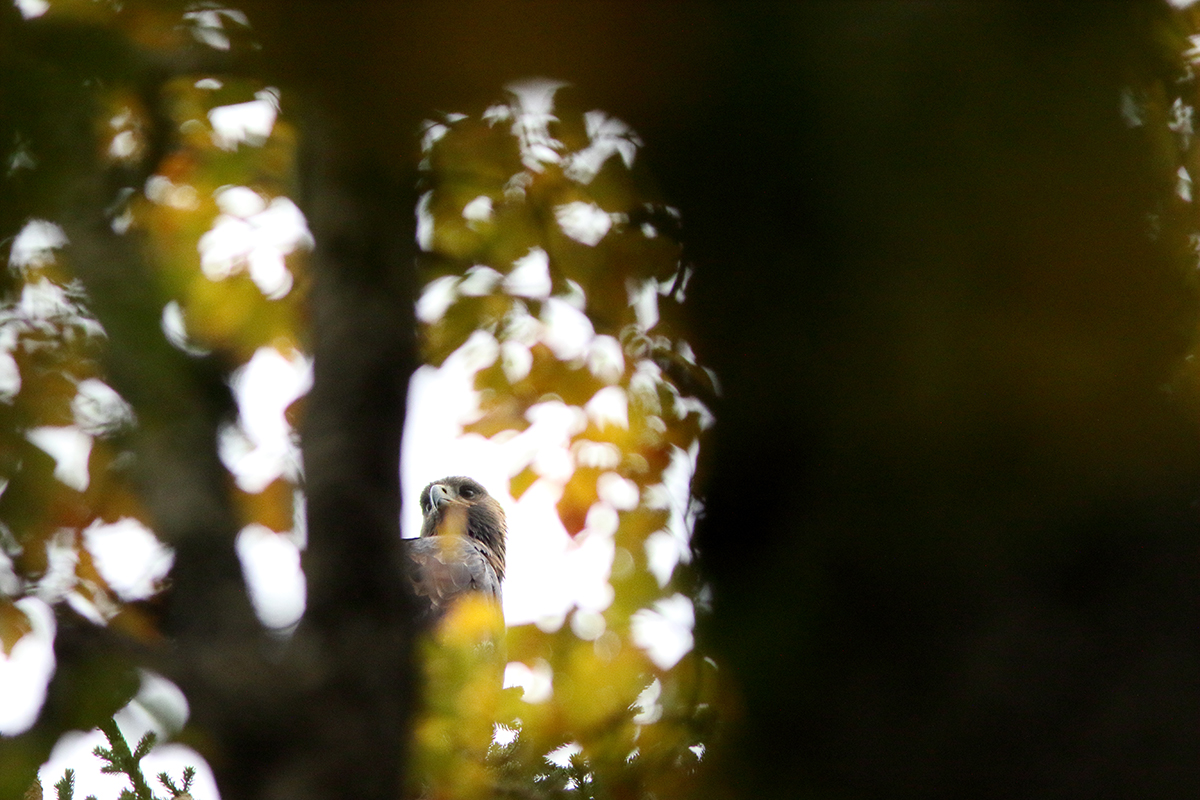 aigle royal jura automne
