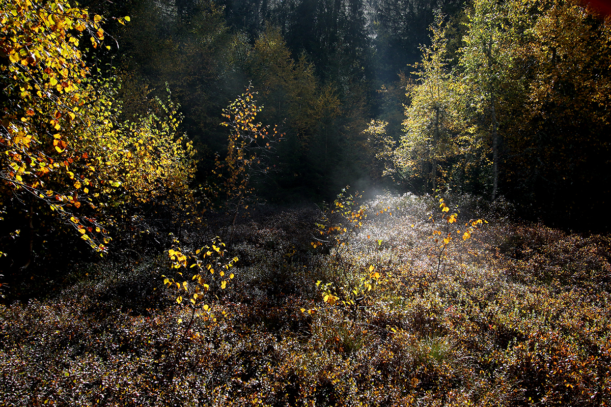 tourbière jura