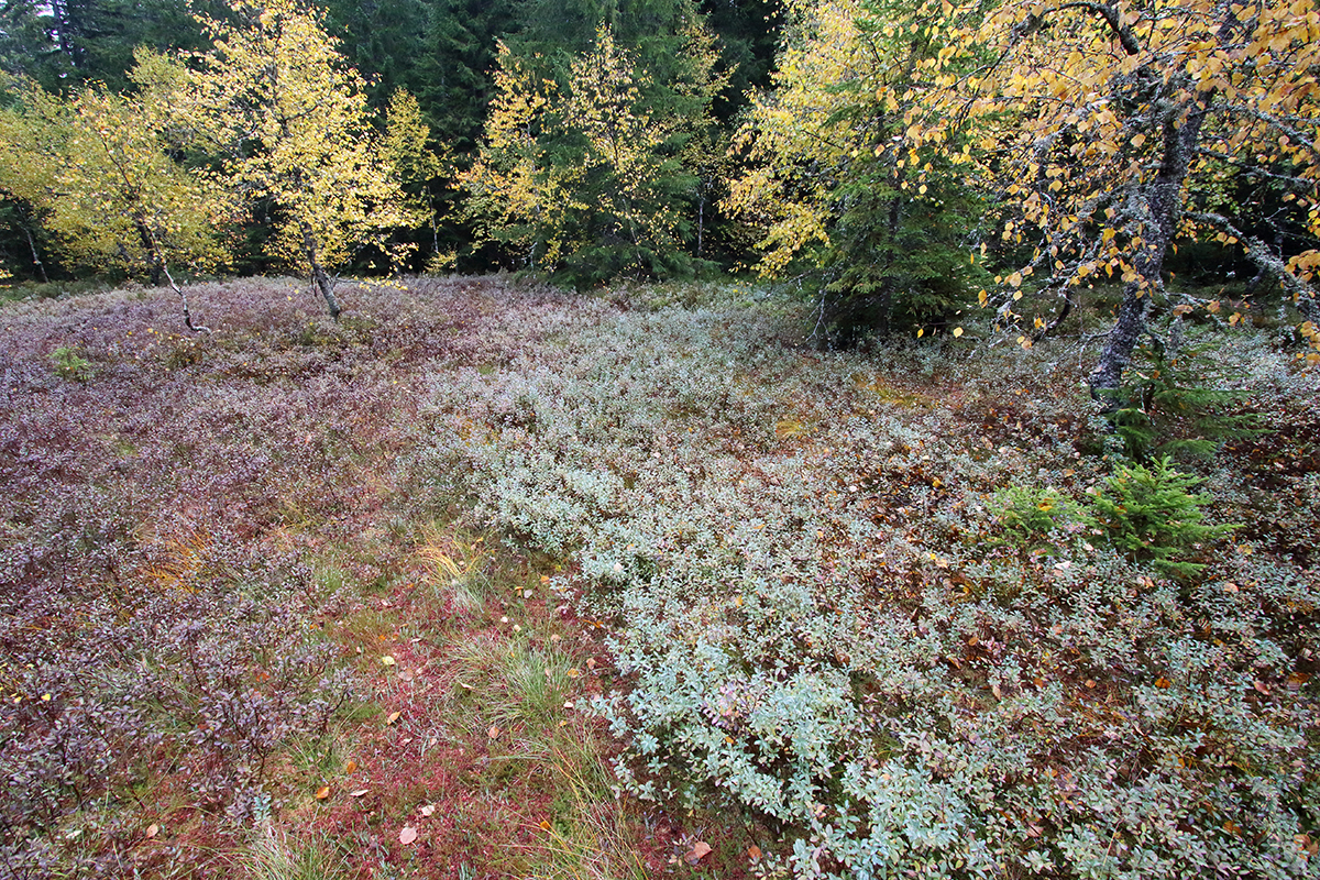 tourbière jura